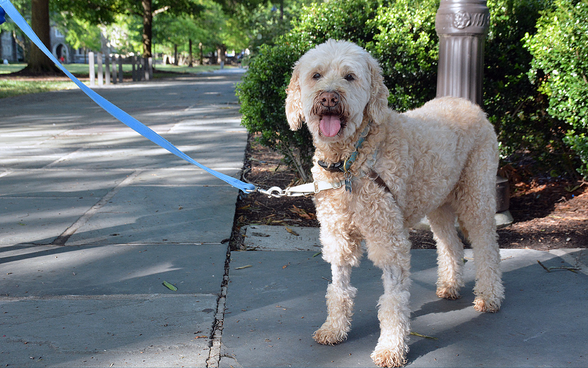 An Dog And Her Duke University President Companion Duke